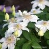 Clématite - Clematis Destiny -Plantes Vertes Boutique Clematite Clematis Destiny 87830 1