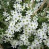 Clématite - Clematis Early Sensation -Plantes Vertes Boutique Clematite Clematis Early Sensation IF 7715694 1