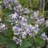 Clématite - Clematis I Am Stanislaus -Plantes Vertes Boutique Clematite Clematis I am Stanislaus IF 6813781 1