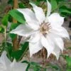 Clématite Sparkler -Plantes Vertes Boutique Clematite Clematis Sparkler IF 18334 1