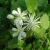 Clématite - Clematis Fargesii Summersnow -Plantes Vertes Boutique Clematite Clematis fargesii Summersnow 67808 FL