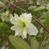 Clématite Montana Starlet White Perfume 2 Clématite Montana Starlet White Perfume -Plantes Vertes Boutique Clematite Clematis montana Starlet White Perfume copyright 18281 1