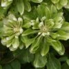 Clématite - Clematis Green Passion -Plantes Vertes Boutique Clematite Green Passion 83600 1