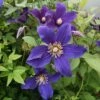 Clématite - Clematis Hudson River -Plantes Vertes Boutique Clematite Hudson River 83604 1