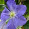 Clématite - Clematis Jenny -Plantes Vertes Boutique Clematite Jenny 81374 1