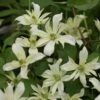 Clématite - Clematis Montana Jenny Keay -Plantes Vertes Boutique Clematite Jenny Keay 80705 1