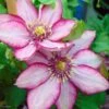 Clematite - Clematis Paradiso -Plantes Vertes Boutique Clematite Paradiso 83031 1