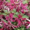 Clématite - Clematis Viticella Rosalyn -Plantes Vertes Boutique Clematite Rosalyn 81319 3