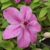 Clématite - Clematis SUCCESS® Candy -Plantes Vertes Boutique Clematite Success Candy 681515 1