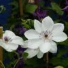 Clématite - Clematis White Pearl -Plantes Vertes Boutique Clematite White Pearl 83032 1