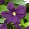 Clématite - Clematis Romantika -Plantes Vertes Boutique Clematite a grandes fleurs Romantika 83616 1