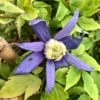 Clématite Alpina Blue Dancer -Plantes Vertes Boutique Clematite alpina Blue Dancer copyright 836271 3