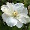 Clématite - Clematis Guernsey Cream -Plantes Vertes Boutique Clematite guernsey cream 681389 1