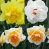 Collection Narcisses Doubles -Plantes Vertes Boutique Collection Narcisses Doubles 82855 1