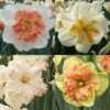 Collection Narcisses Papillons -Plantes Vertes Boutique Collection Narcisses Papillons 82853 1