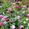 Collection Tulipes Naturelles 1 Collection Tulipes Naturelles -Plantes Vertes Boutique Collection Tulipes Naturelles 80566 1