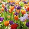 Collection Tulipes Orange-Violet -Plantes Vertes Boutique Collection Tulipes Orange Violet 85528 1