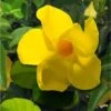 Dipladenia Diamantina Opale Citrine 2.0 - Mandevilla -Plantes Vertes Boutique Dipladenia diamantina opale citrine 164710 2