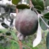 Feijoa Ou Acca Sellowiana Apollo - Goyavier Du Brésil -Plantes Vertes Boutique Feijoa ou Acca sellowiana Apollo Goyavier du Bresil IF 180081 1