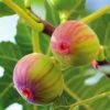 Figuier Firoma - Ficus Carica 2 Figuier Firoma - Ficus Carica -Plantes Vertes Boutique Figuier Firoma Ficus carica IF 178991 1
