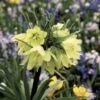 Fritillaria Raddeana - Couronne Impériale -Plantes Vertes Boutique Fritillaire imperiale Raddeana 54587 1