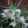 Fritillaria Bucharica -Plantes Vertes Boutique Fritillaria bucharica 80533 1