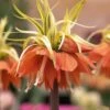 Fritillaire Imperialis Aureomarginata - Couronne Impériale 2 Fritillaire Imperialis Aureomarginata - Couronne Impériale -Plantes Vertes Boutique Fritillaria imperiale Aureomarginata 54589 1