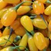 Goji Amber Sweet - Lycium Barbarum -Plantes Vertes Boutique Goji Amber Sweet Lycium barbarum 84993 1