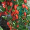 Goji Big Lifeberry - Lycium Barbarum