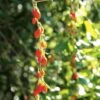 Goji Instant Success - Lycium Barbarum -Plantes Vertes Boutique Goji Instant Success 78111 1
