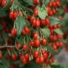 Goji Sweet Lifeberry - Lycium Barbarum -Plantes Vertes Boutique Goji Sweet Lifeberr 78428 1