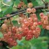 Groseillier à Grappes Gloire Des Sablons Rose -Plantes Vertes Boutique Groseillier a grappes Gloire des Sablons rose 78422 1 1