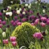 Harmonie De Tulipes Clair Obscur -Plantes Vertes Boutique Harmonie Clair Obscur Jardin Ulting Wick Clive Nichols MAP 68232 1