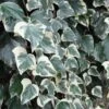 Lierre Des Canaries - Hedera Algeriensis Gloire De Marengo -Plantes Vertes Boutique Hedera algeriensis Gloire de Marengo 83634 1