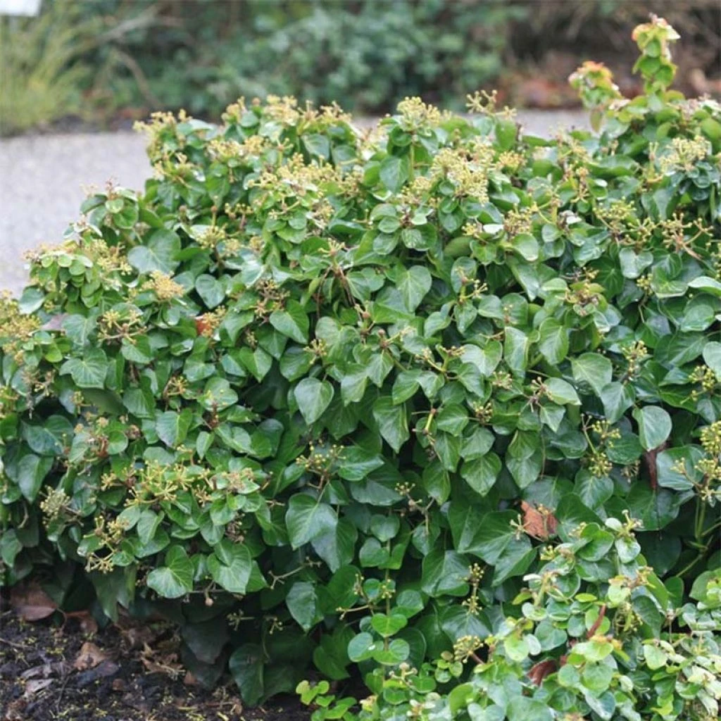Lierre Arbustif - Hedera Helix Arbori Compact 3 Lierre Arbustif - Hedera Helix Arbori Compact