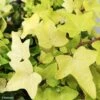Lierre D'ornement - Hedera Helix Jake -Plantes Vertes Boutique Hedera helix Jake IF 16253 1