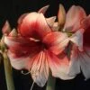 Amaryllis Charisma -Plantes Vertes Boutique Hippeastrum Charisma ld ukhviid 56965 1