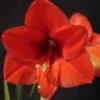 Amaryllis Orange Souvereign -Plantes Vertes Boutique Hippeastrum orange souvereign ld ukhviid 56964 1