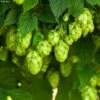 Houblon HOPS (Humulus) - Véritable Houblon De Brassage -Plantes Vertes Boutique Houblon HOPS Humulus Veritable houblon de brassage copyright 17596 1