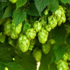 Houblon HOPS (Humulus) - Véritable Houblon De Brassage