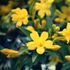 Jasmin - Jasminum Humile Revolutum -Plantes Vertes Boutique Jasmin Jasminum humile Revolutum copyright 1010781 1