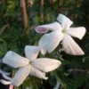 Jasmin D'Espagne - Jasminum Grandiflorum -Plantes Vertes Boutique Jasminum grandiflorum 83640 1