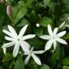 Jasmin Sauvage étoilé - Jasminum Multipartitum 1 Jasmin Sauvage étoilé - Jasminum Multipartitum -Plantes Vertes Boutique Jasminum multipartitum 83641 1
