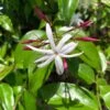 Jasminum Nitidum - Jasmin 1 Jasminum Nitidum - Jasmin -Plantes Vertes Boutique Jasminum nitidum 89985 1