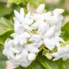 Jasmin D'Arabie - Jasminum Sambac 2 Jasmin D'Arabie - Jasminum Sambac -Plantes Vertes Boutique Jasminum sambac copyright 85671111 1