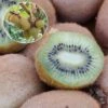 Kiwi Hayward (femelle) Bio 1 Kiwi Hayward (femelle) Bio -Plantes Vertes Boutique Kiwi Hayward femelle Bio 781299 1