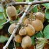 Kiwi Solissimo Bio - Actinidia Deliciosa -Plantes Vertes Boutique Kiwi autofertile Solissimo IF 16414 1
