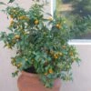 Kumquat Nagami - Fortunella Margarita 2 Kumquat Nagami - Fortunella Margarita -Plantes Vertes Boutique Kumquat Nagami 85252 1