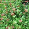 Lonicera (x) Brownii - Chèvrefeuille Grimpant De Brown -Plantes Vertes Boutique Lonicera x brownii 89989 1