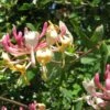 Chèvrefeuille, Lonicera Caprifolium -Plantes Vertes Boutique Lonicera caprifolium 771624 1